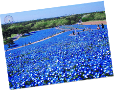 国営ひたち海浜公園